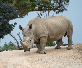 rhino in the zoo