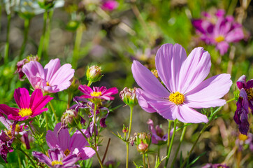 Fototapeta premium Beautiful purple color cosmos flowers in a botanical garden.
