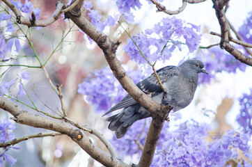Pigeon bird on Jacarandas tree in spring season at Sydney, Australia.