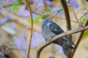 Pigeon bird on Jacarandas tree in spring season at Sydney, Australia.