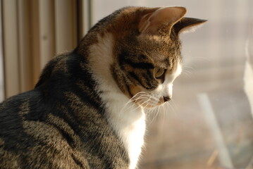 Portrait of brown tabby kitten