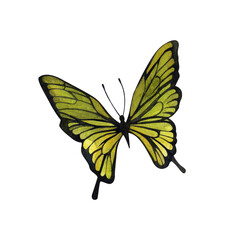 Butterfly. Watercolor illustration on isolated white background. For the design of cards, posters, flyer.