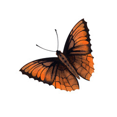 Butterfly. Watercolor illustration on isolated white background. For the design of cards, posters, flyer.