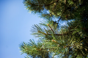 Obraz na płótnie Canvas Pine branches against the blue sky. Copy space for text.