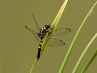 オオシオカラトンボ