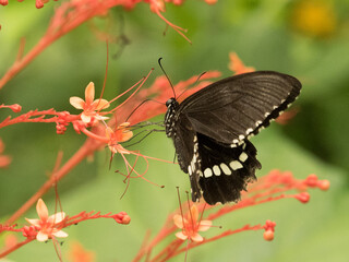 シロオビアゲハ