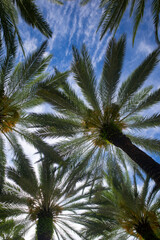 Palm trees on blue sky, palm at tropical coast, coconut tree. Tropical backdrop on sun light sky.