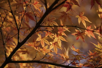 紅葉