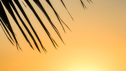 Palm leaves on background of beautiful sunset. High quality photo