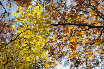 黄色く染まる紅葉の葉