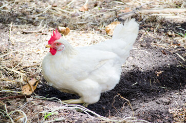Fat white Hen on the ground in a farm.