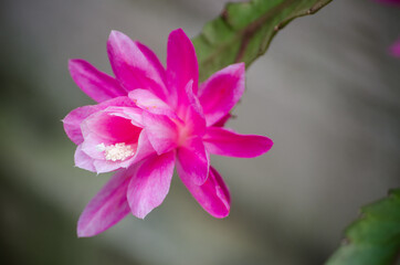 Lovely pink Cactus flower at botanical garden.