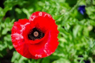 Beautiful red poppy flower in close-up at botanical garden.
