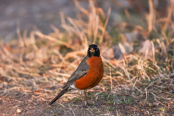 Close up shot of American Robin bird on the ground