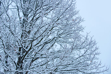 Snow covered branch against snowy background. Tree branch in snow background.