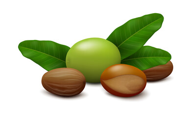 Lying down green shea (Vitellaria paradoxa) fruit, three leaves, two shelled seeds and unshelled nut isolated on white background. Side view. Realistic vector illustration.