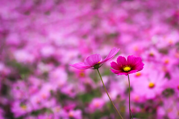 nature photos of cosmos flowers in the garden