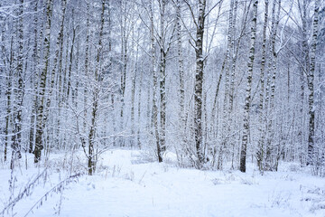 Fototapeta premium Forest trees nature snow forest backgrounds.