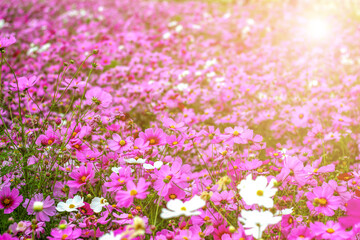 Naklejka premium morning background blur,nature photos of cosmos flowers in the garden