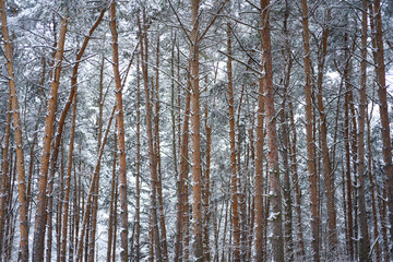 Forest trees nature snow forest backgrounds.