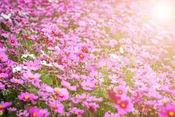 morning background blur,nature photos of cosmos flowers in the garden