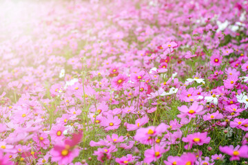 Naklejka premium morning background blur,nature photos of cosmos flowers in the garden