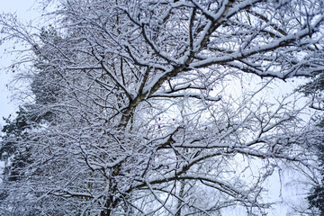 Forest trees nature snow forest backgrounds.