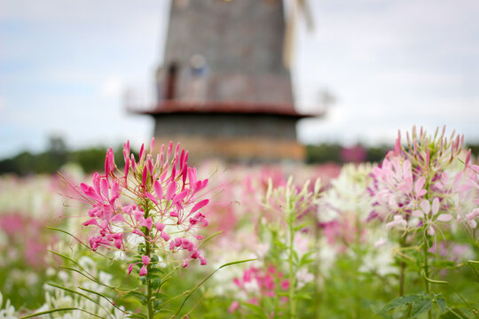 nature pink flowers are beautiful, the name is known spiny spider flower,nature background concept
