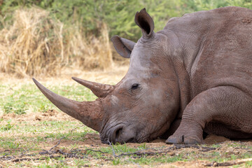 Fototapeta premium Kopf eines ruhenden Breitmaulnashorn Weibchens in der Seitenansicht