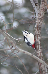 close up portrait of greater spotted woodpecker sitting on a tree