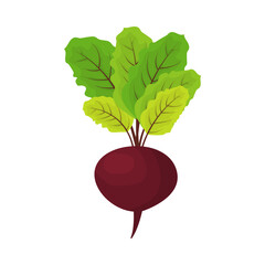 Beet with leaves vector illustration on white background