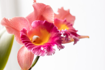 Close-up of Thai orchid on a blurred background, macro photography.
