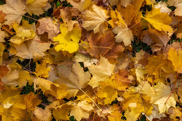 Fallen leaves on the ground in autumn, beautiful background
