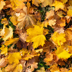 Fallen leaves on the ground in autumn, beautiful background
