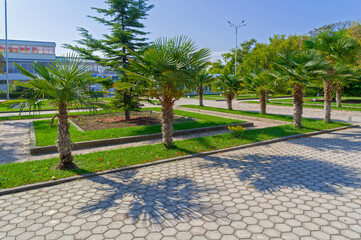 Fototapeta premium Palms in the park