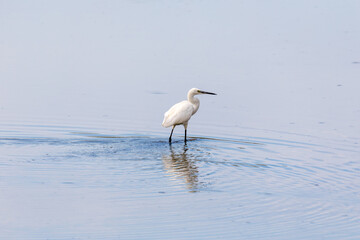 Garzetta, egretta garzetta, uccello selvatico  migratore nella laguna del mare adriatico a Marano lagunare in Friuli.
