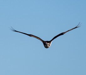 忍び寄る猛禽　ミサゴ