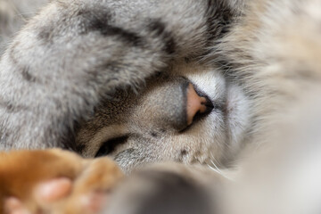 頭を抱えて眠る猫　サバトラ猫