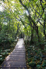 a boardwalk in a charming forest