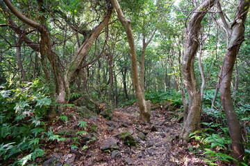 a dense forest with old trees and vines