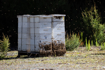 Fototapety na wymiar - Fototapeta24.pl