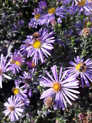 Obraz premium flowers in the garden