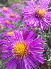 Obraz premium pink and yellow flowers