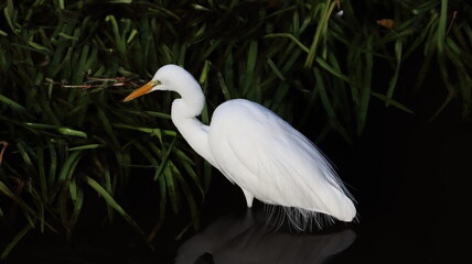 川辺で餌を探しているチュウサギの写真