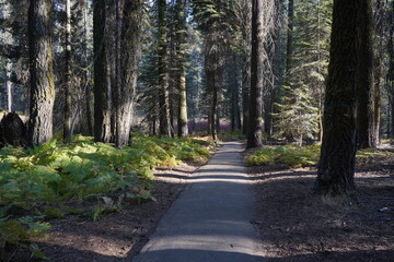 カリフォルニア州　セコイア国立公園　トレイルコース