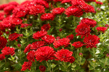 red and yellow flowers