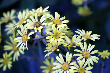  Japanese silver leaf blooming mountain flower "Tsuwabuki"