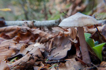 Closeup di fungo tra le foglie secche del sottobosco d'Aspromonte - obrazy, fototapety, plakaty