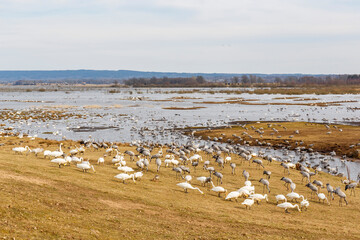 Fototapeta na wymiar Cranes and whooper swans grazing on the shore meadow by the lake