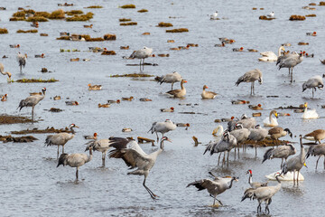 Flock of Cranes and other birds in lake in spring